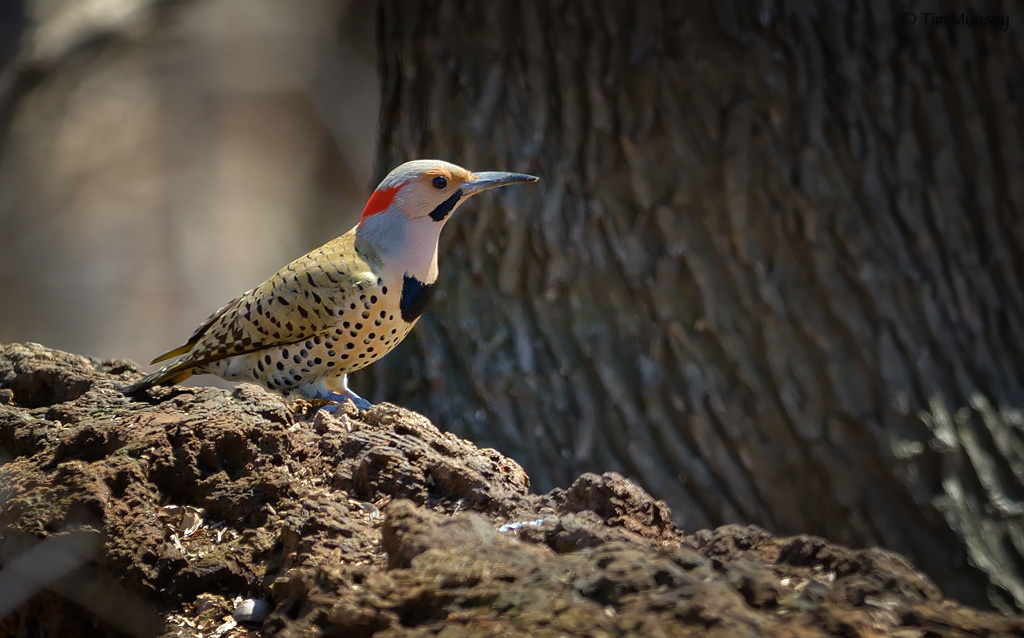 Northern Flicker